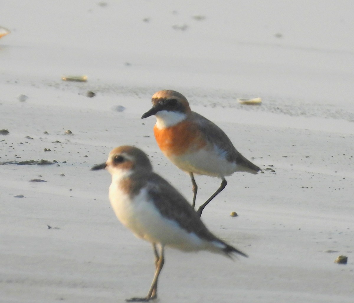Tibetan Sand-Plover - ML632242909