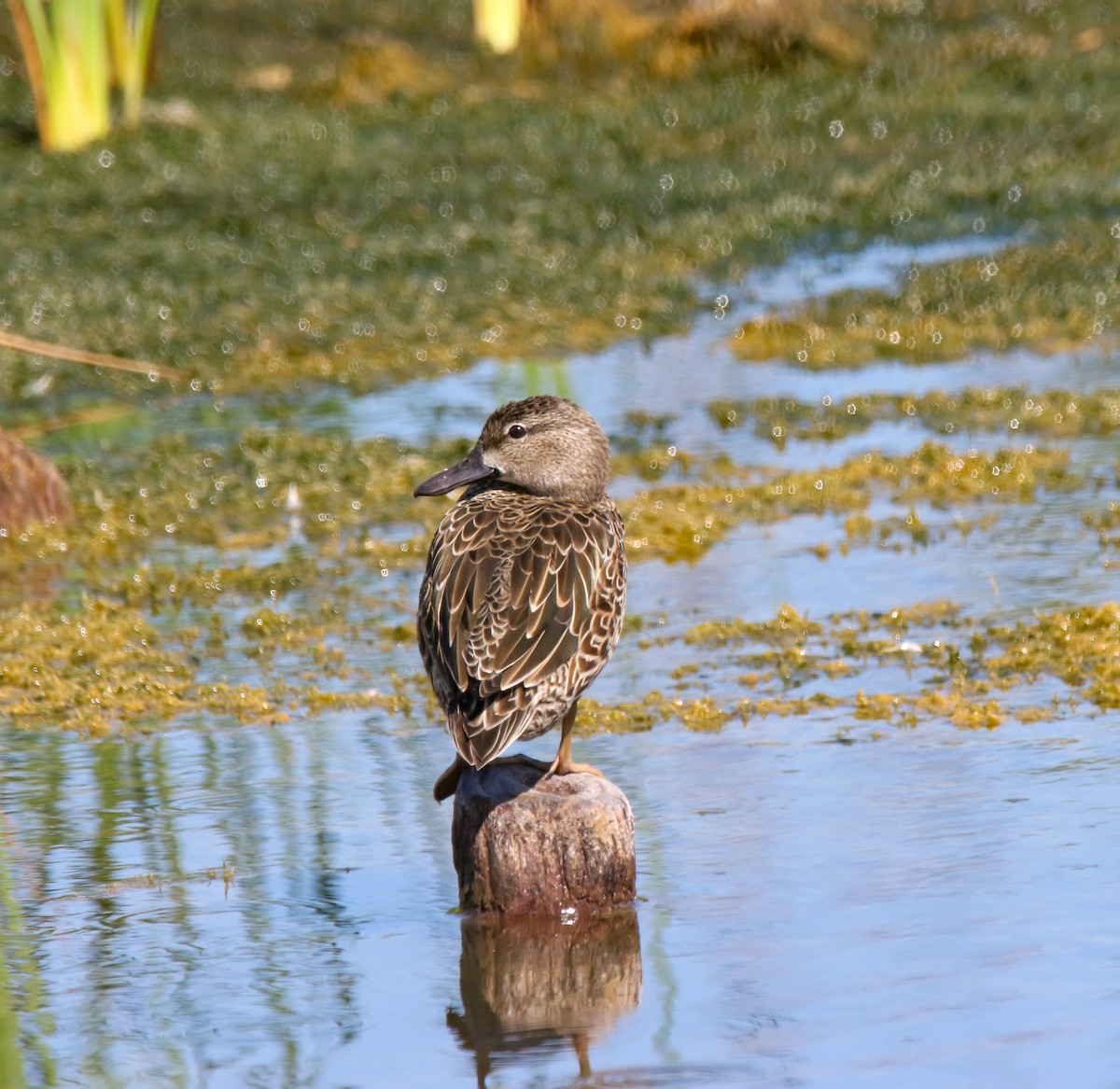 Blue-winged Teal - ML632242926