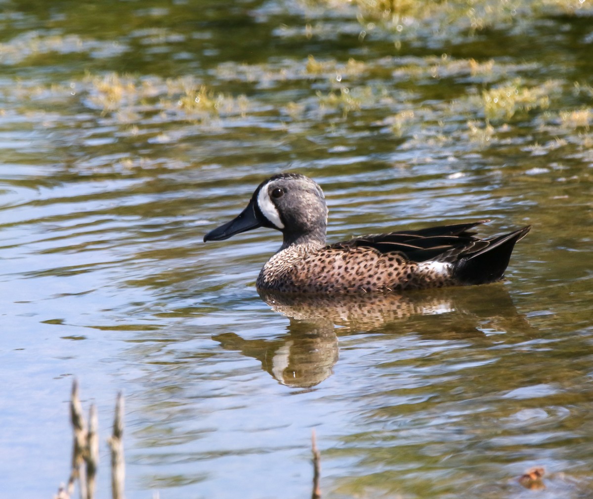 Blue-winged Teal - ML632242927
