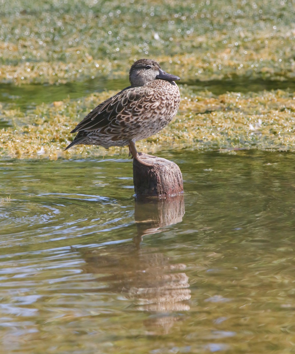 Blue-winged Teal - ML632242928