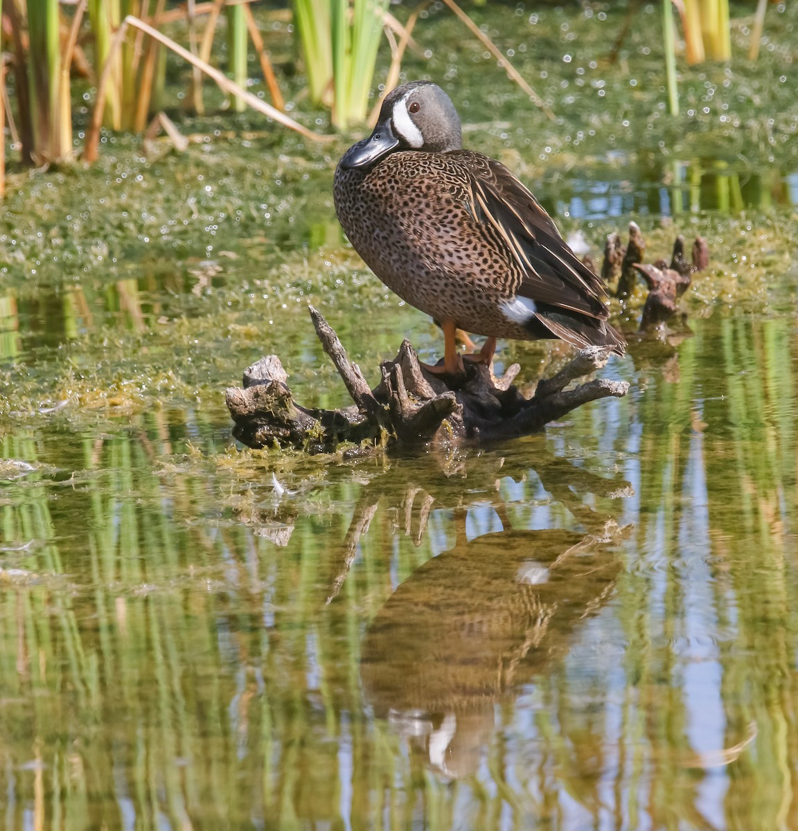 Blue-winged Teal - ML632242929