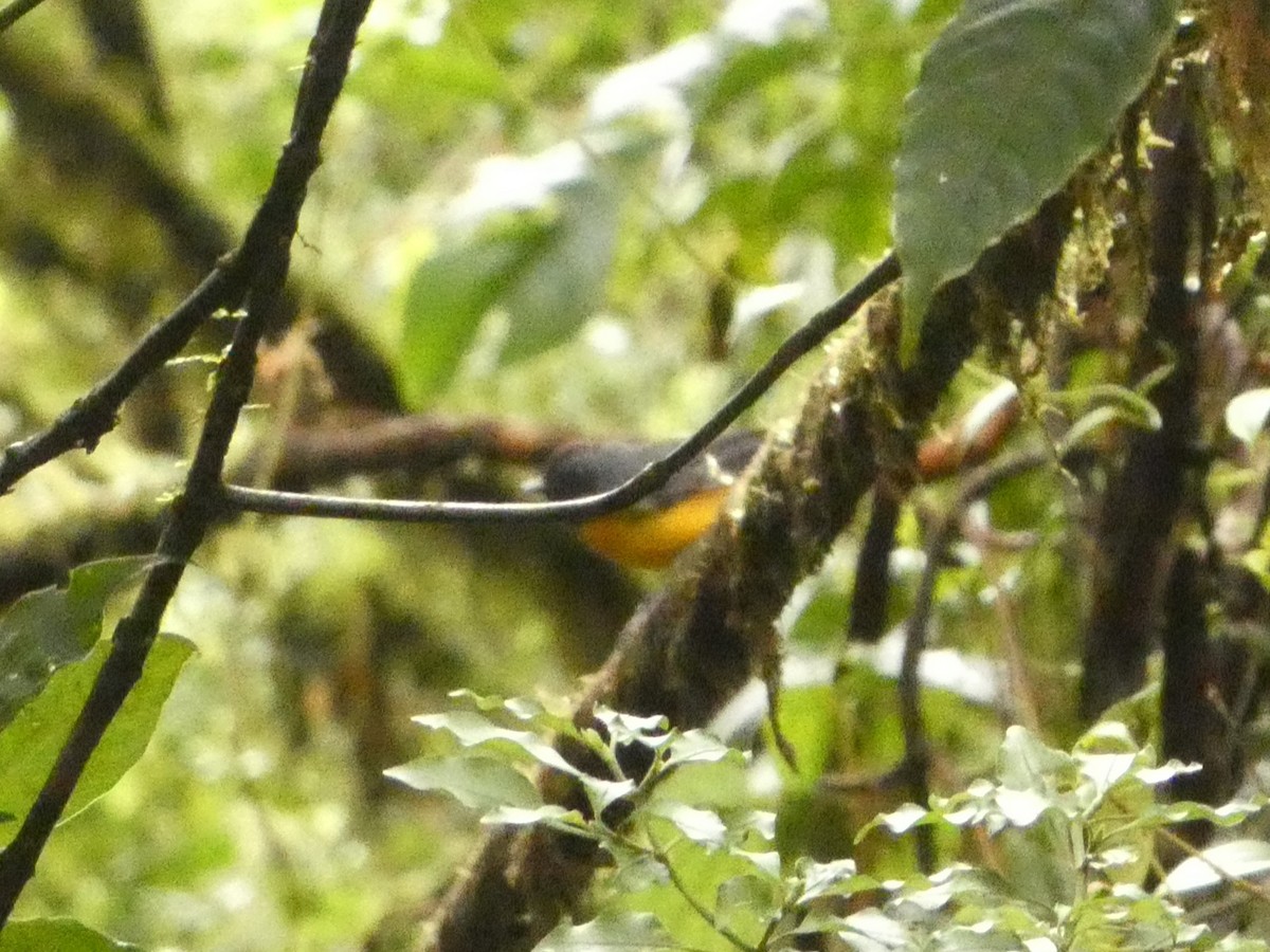 Slate-throated Redstart - ML632242938