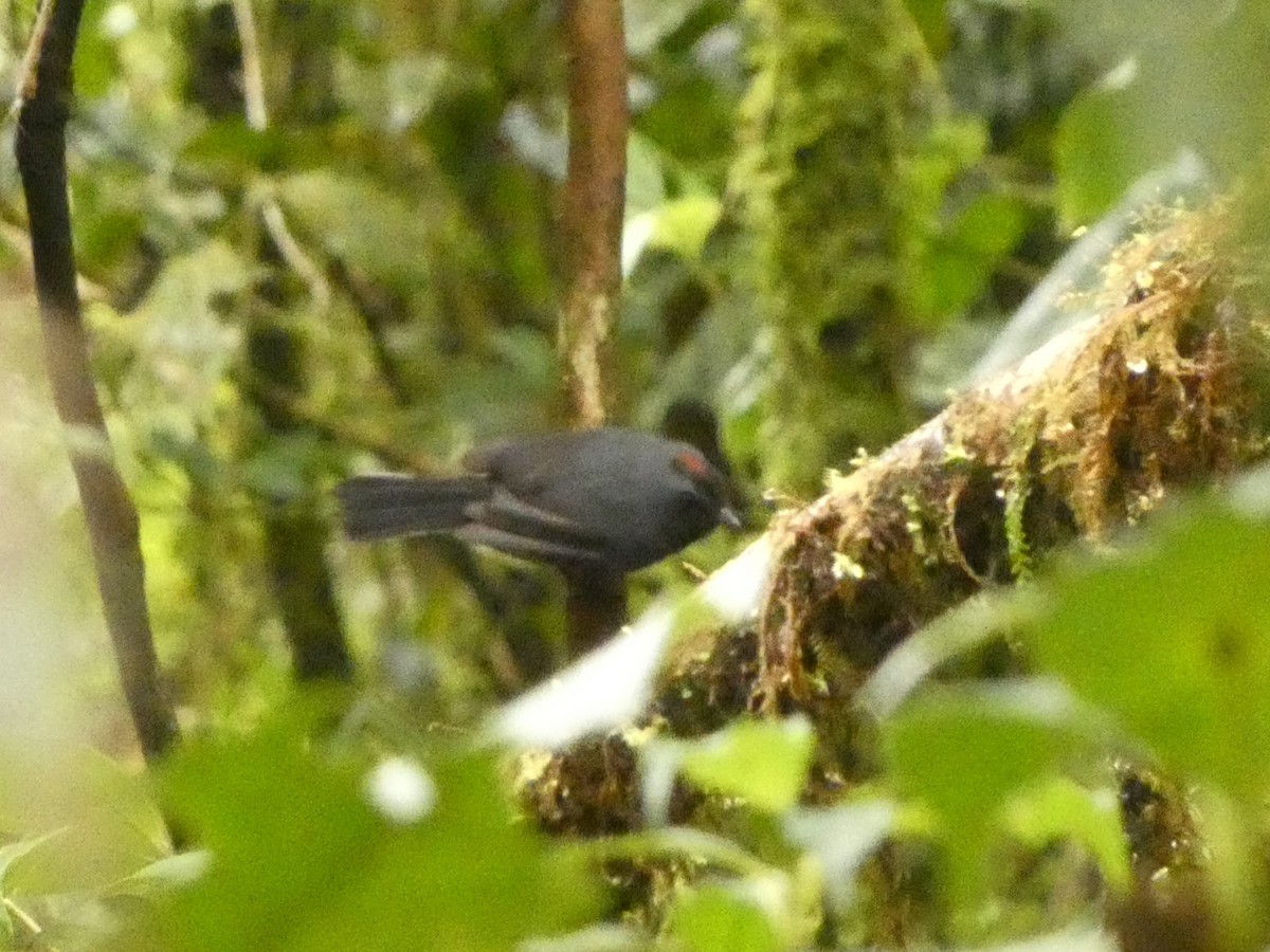 Slate-throated Redstart - ML632242941