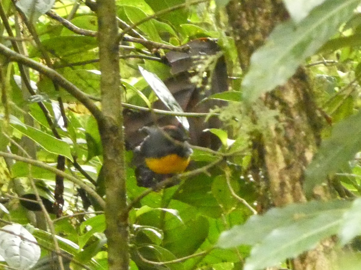 Slate-throated Redstart - ML632242945