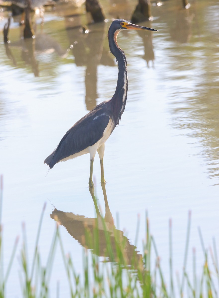 Tricolored Heron - ML632242947