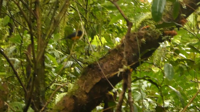 Slate-throated Redstart - ML632242966