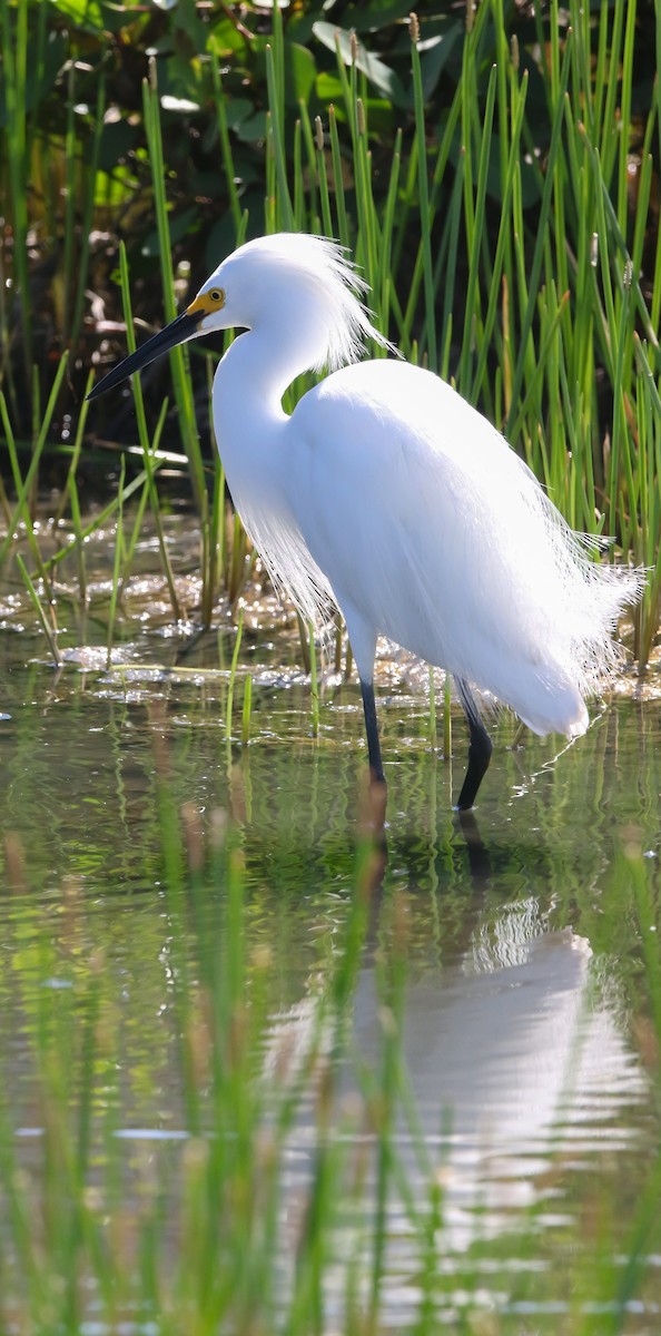 Snowy Egret - ML632242981
