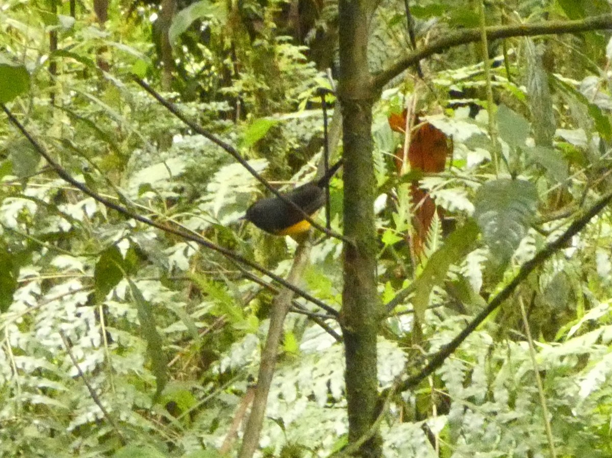 Slate-throated Redstart - ML632243158