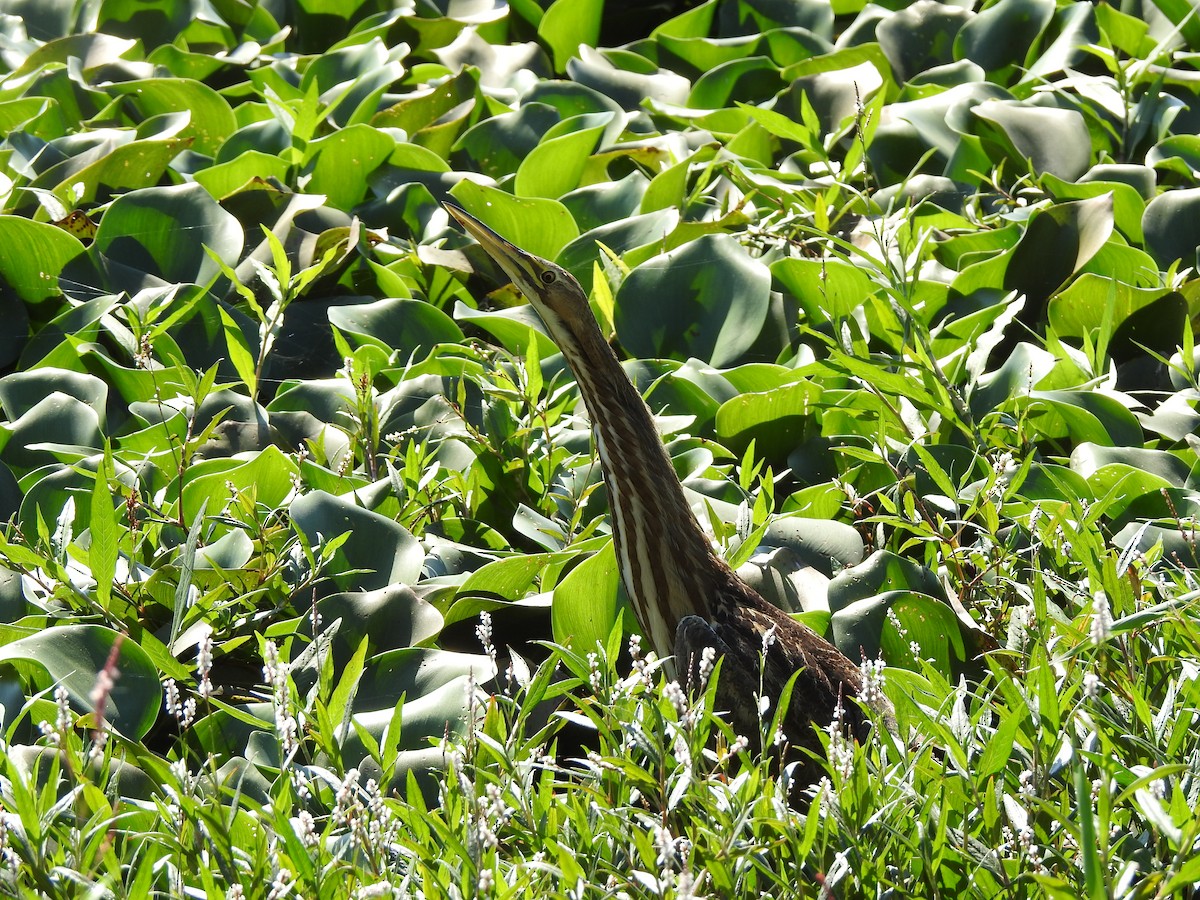American Bittern - ML632243167