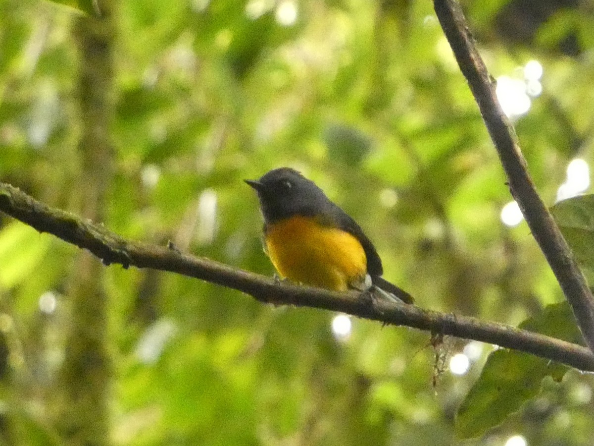 Slate-throated Redstart - ML632243220