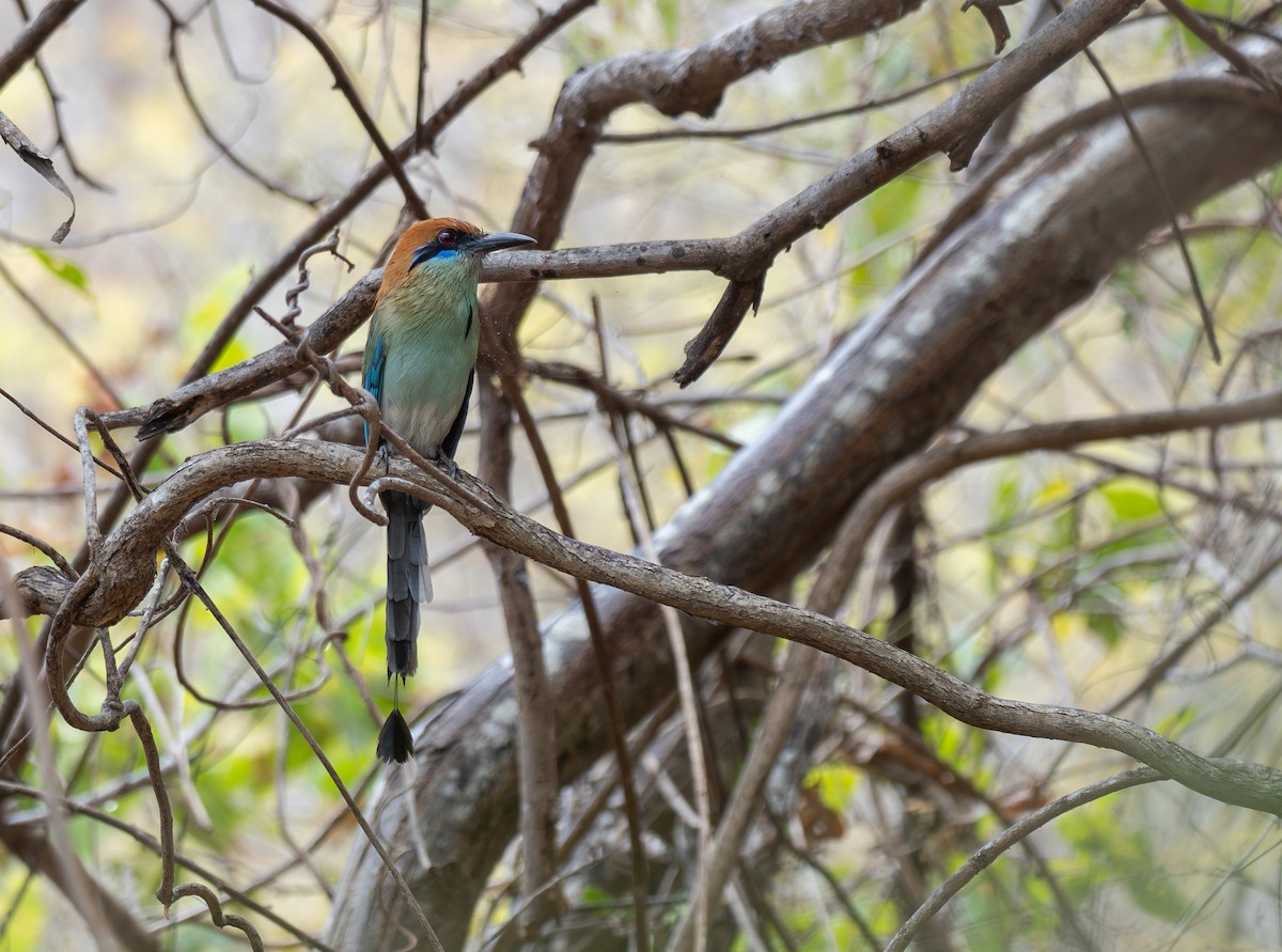Colibrí Piquiancho de Guerrero - ML632243271