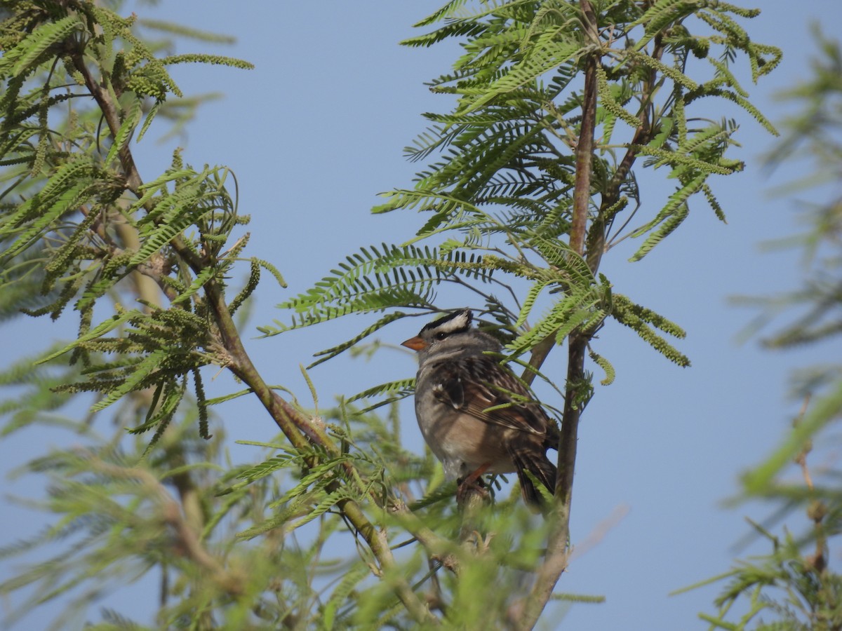 White-crowned Sparrow - ML632243338