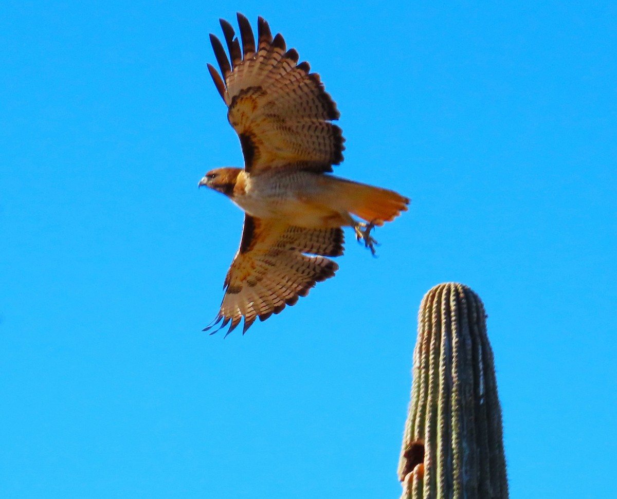 Red-tailed Hawk - ML632243418