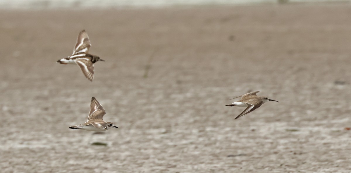 Tibetan Sand-Plover - ML632243419