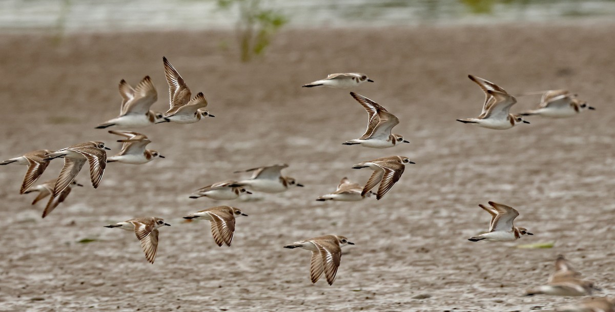 Tibetan Sand-Plover - ML632243420