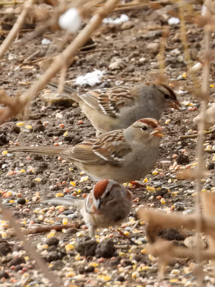 White-crowned Sparrow - ML632243439