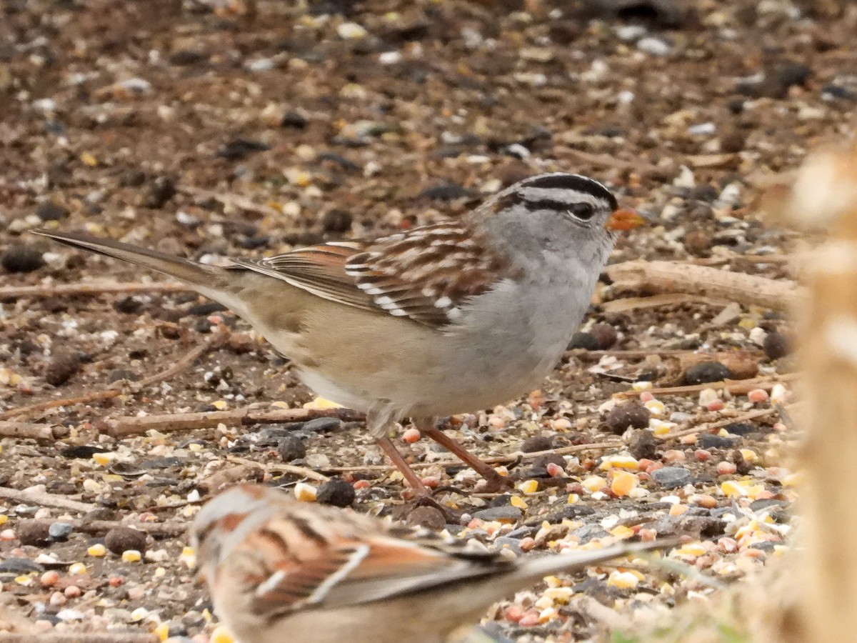 White-crowned Sparrow - ML632243440