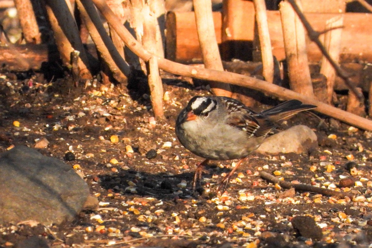 White-crowned Sparrow - ML632243441