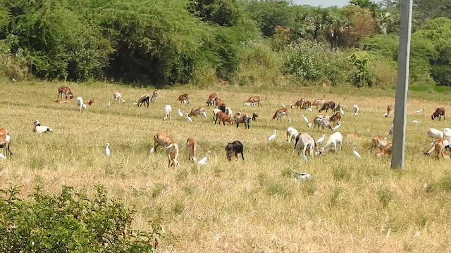 Eastern Cattle-Egret - ML632243443