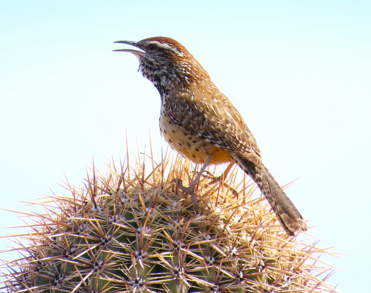 Cactus Wren - ML632243492
