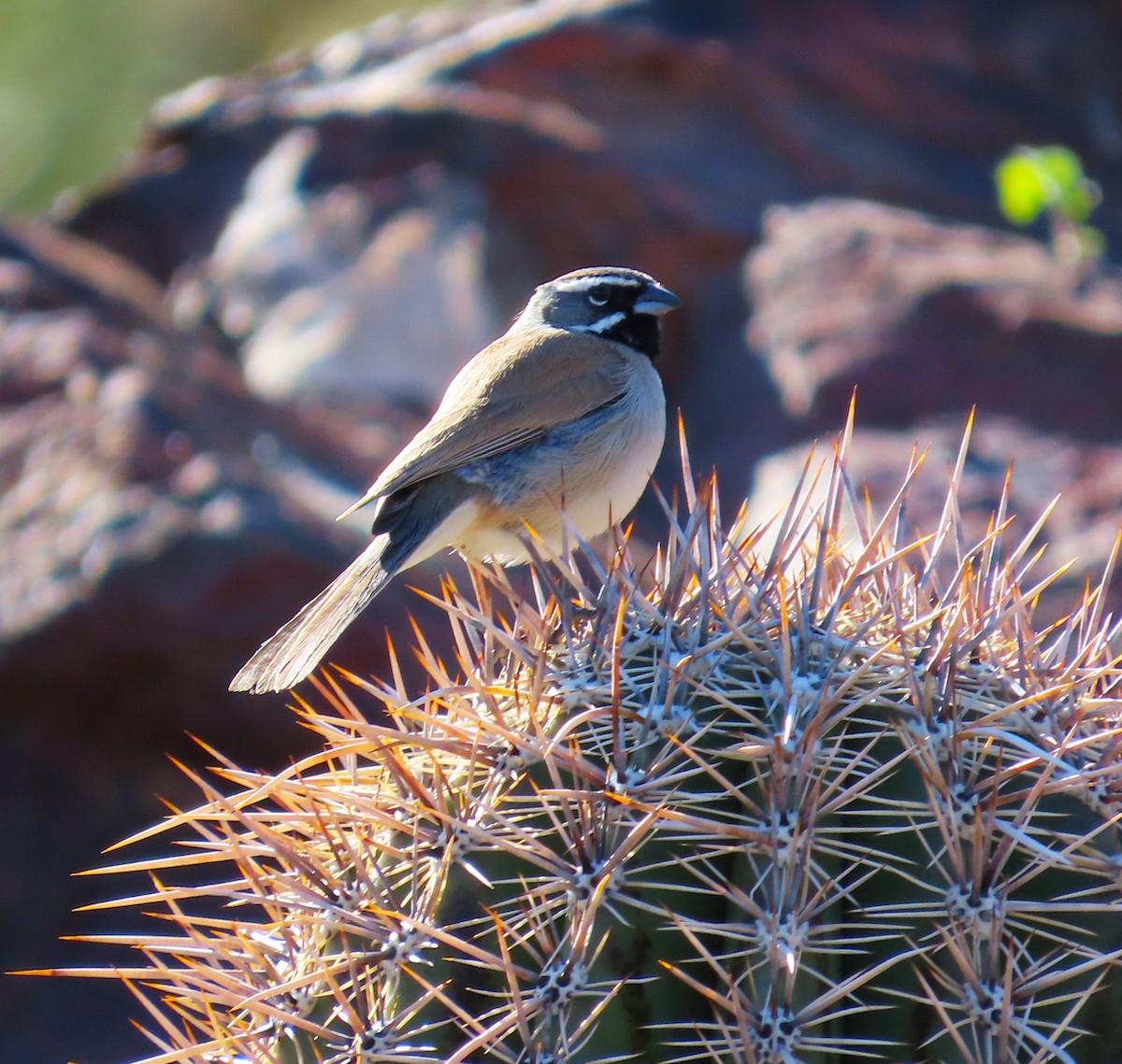 Black-throated Sparrow - ML632243513