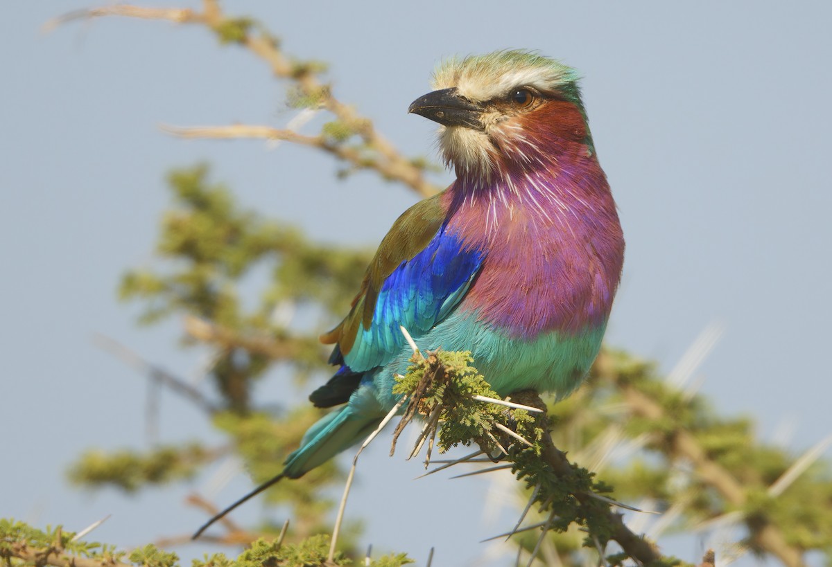 Lilac-breasted Roller - ML632243595