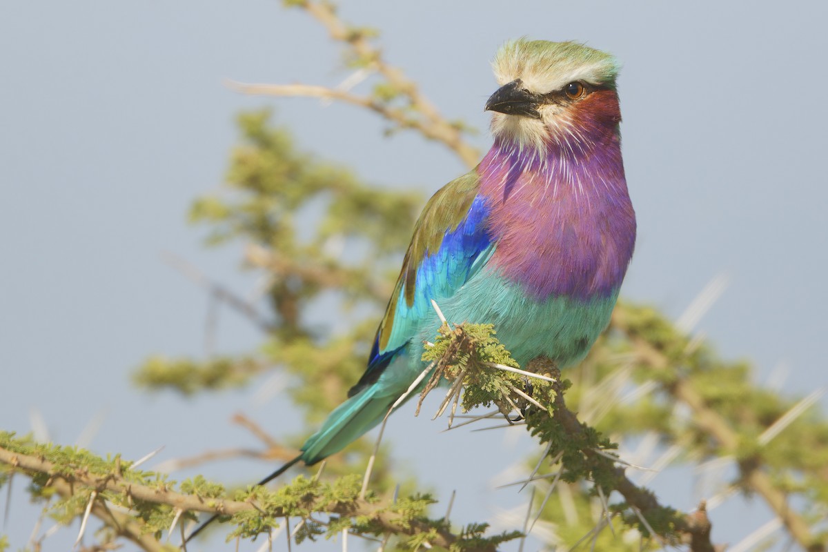 Lilac-breasted Roller - ML632243597