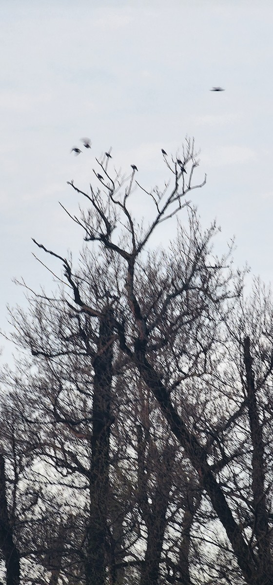 European Starling - ML632243671