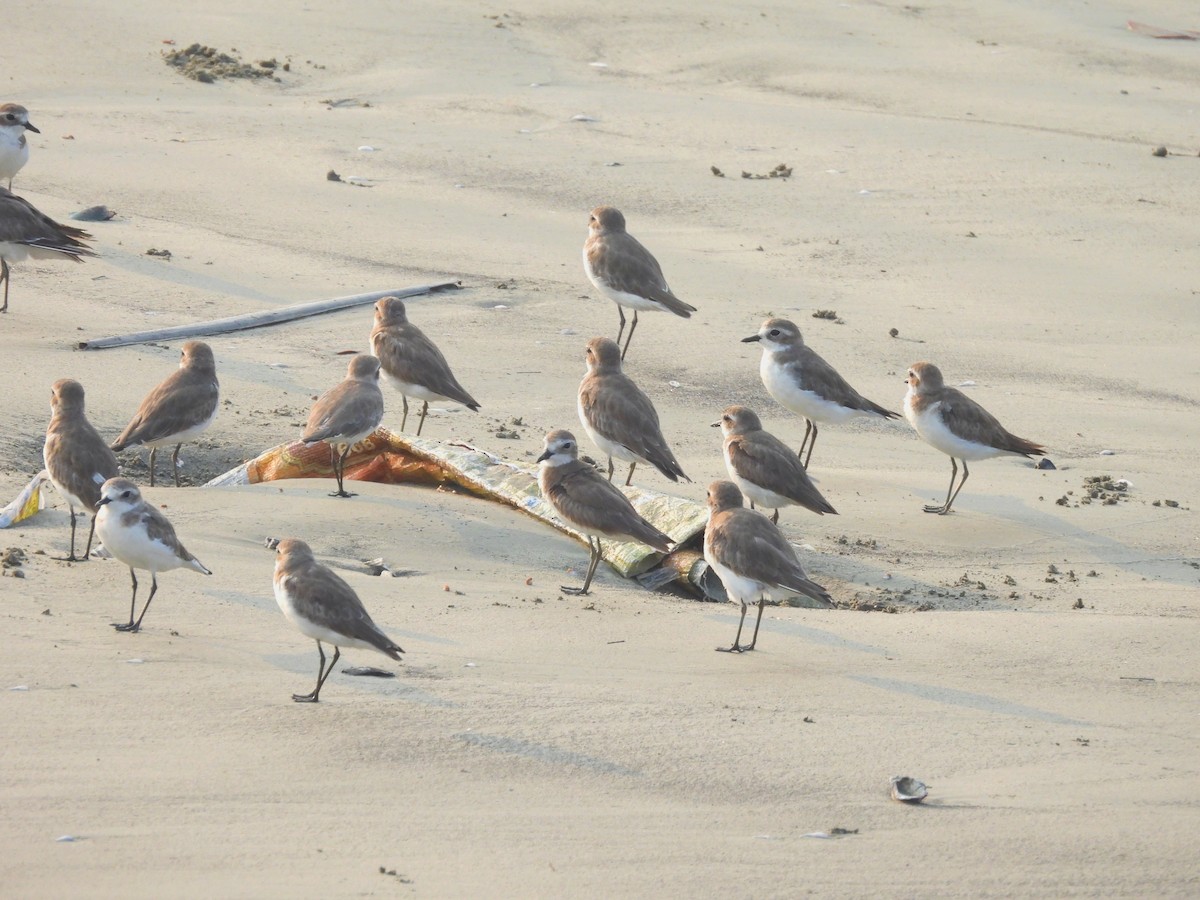 Tibetan Sand-Plover - ML632243700
