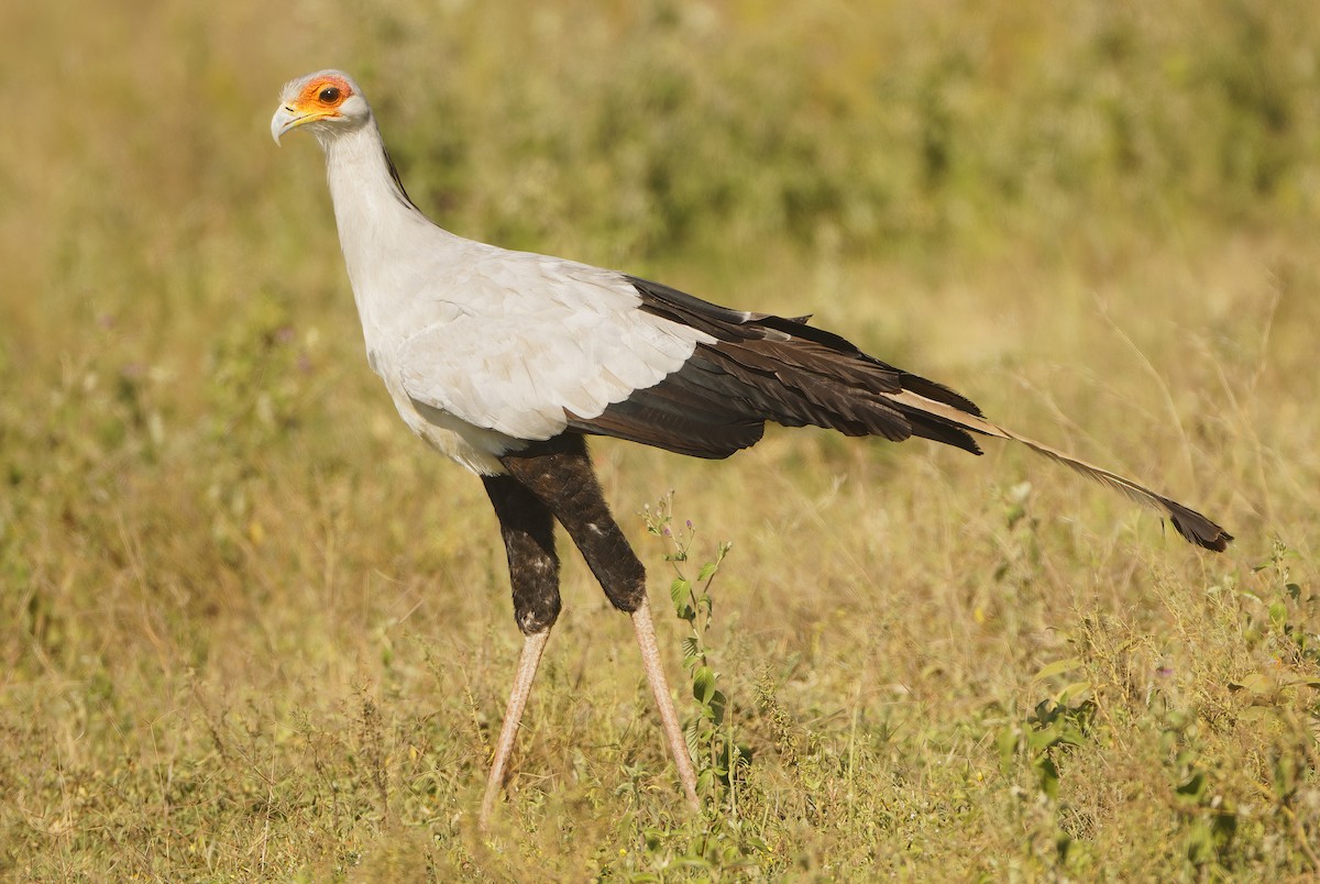 Secretarybird - ML632243757