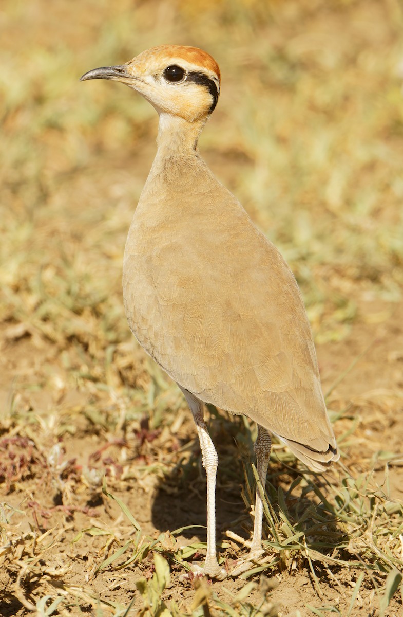 Temminck's Courser - ML632243772