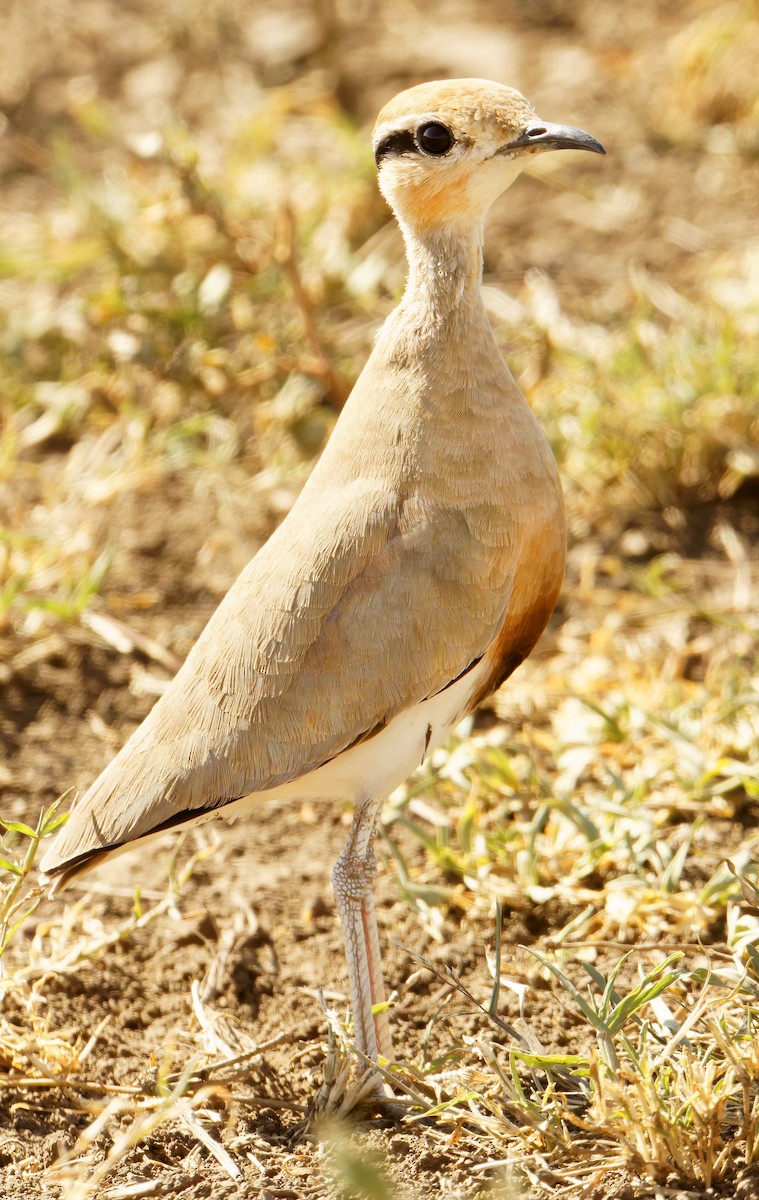 Temminck's Courser - ML632243773
