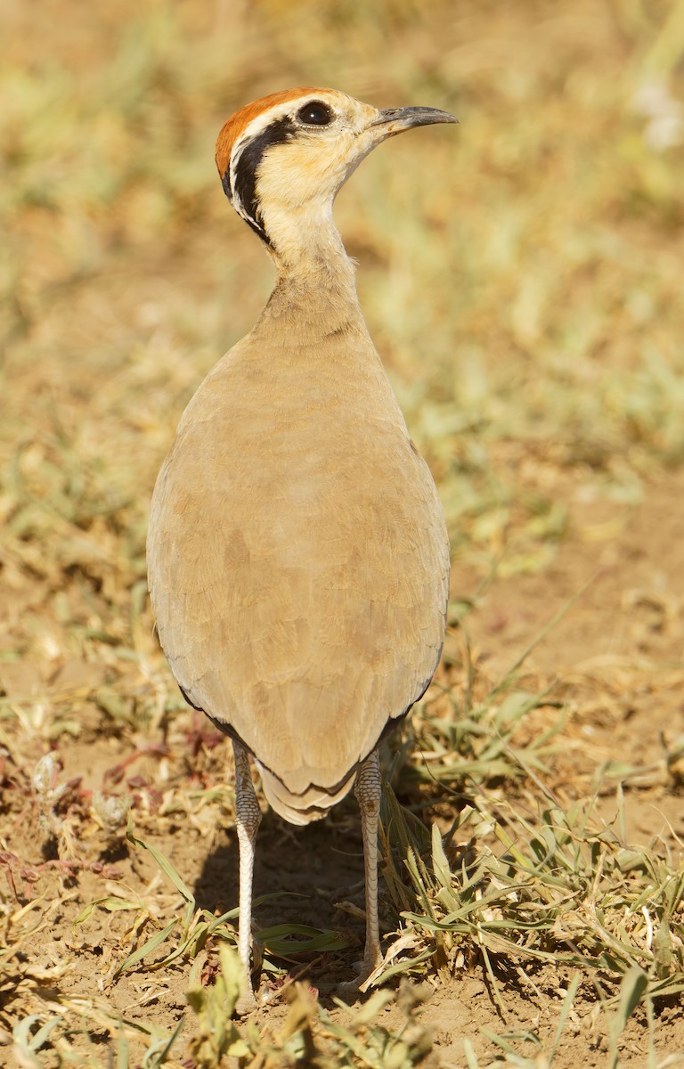 Temminck's Courser - ML632243775