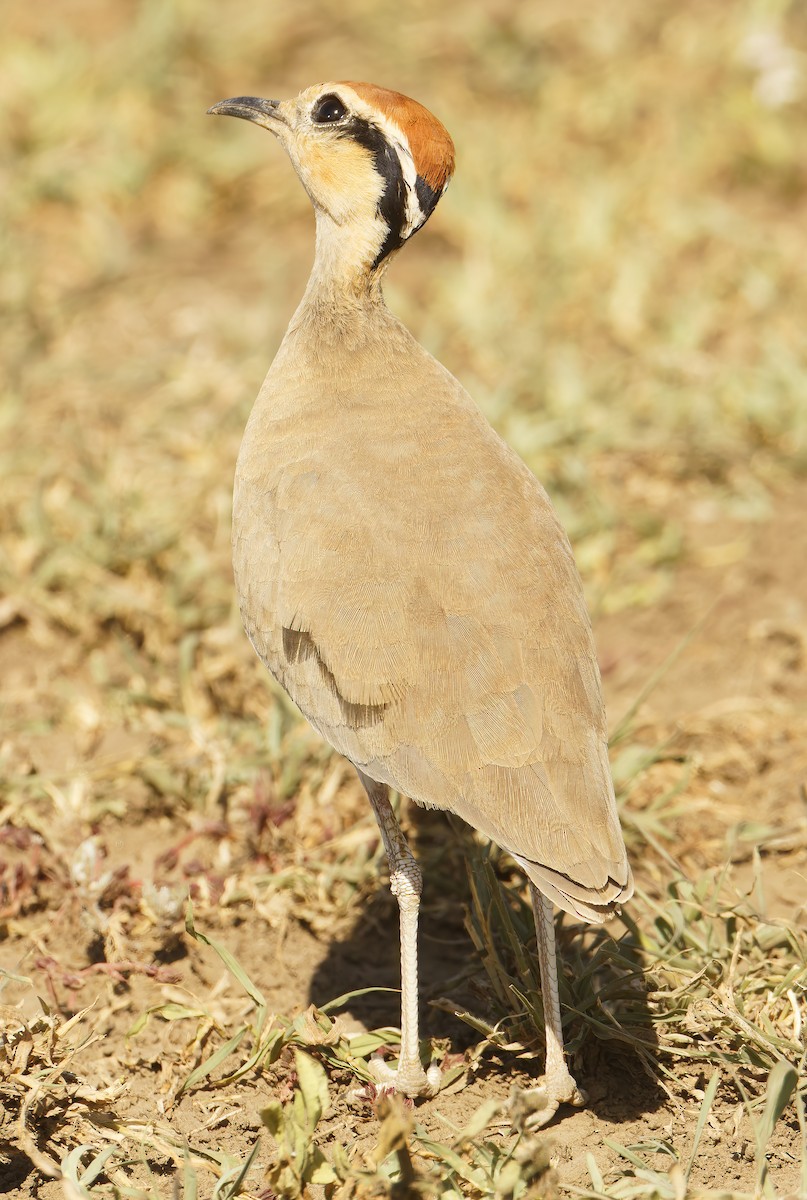 Temminck's Courser - ML632243777