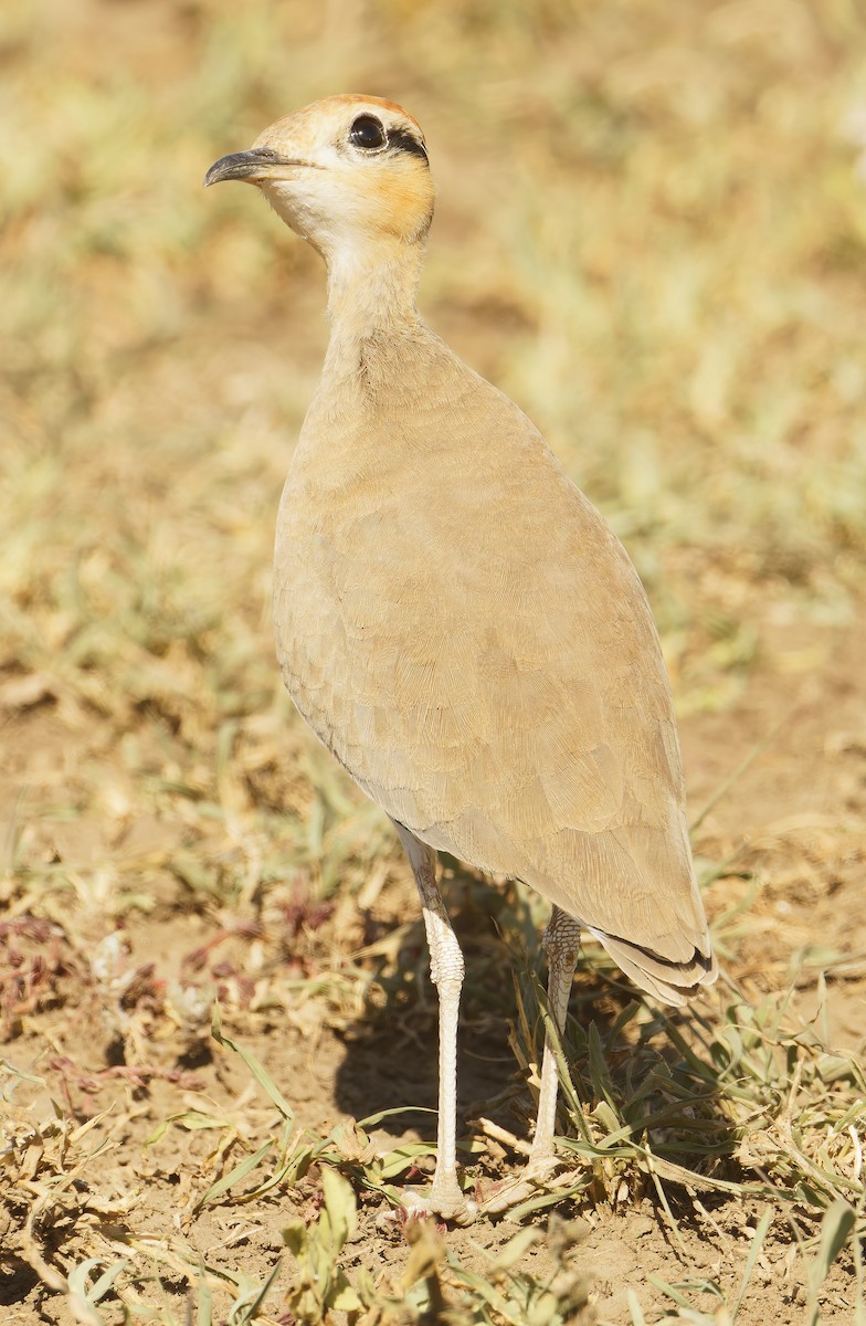 Temminck's Courser - ML632243778