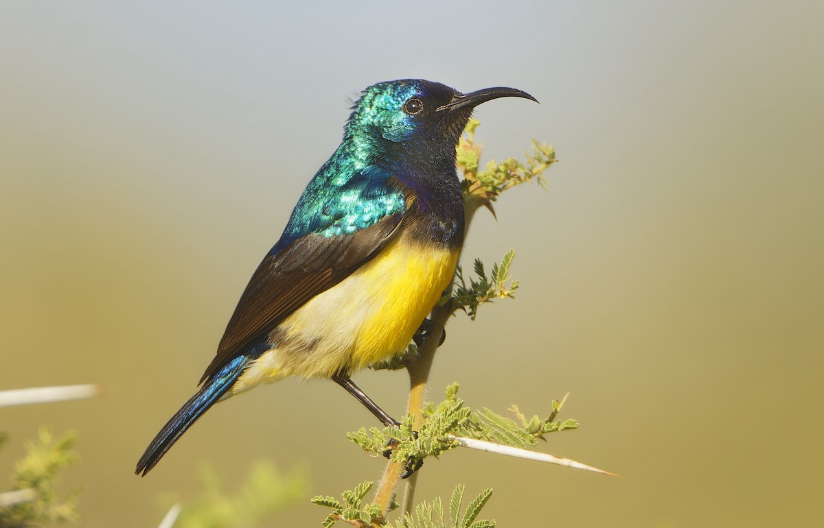 Variable Sunbird - ML632243790