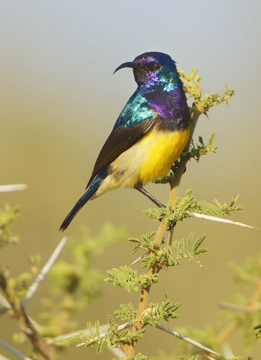 Variable Sunbird - ML632243791