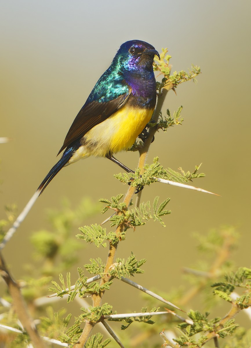 Variable Sunbird - ML632243792