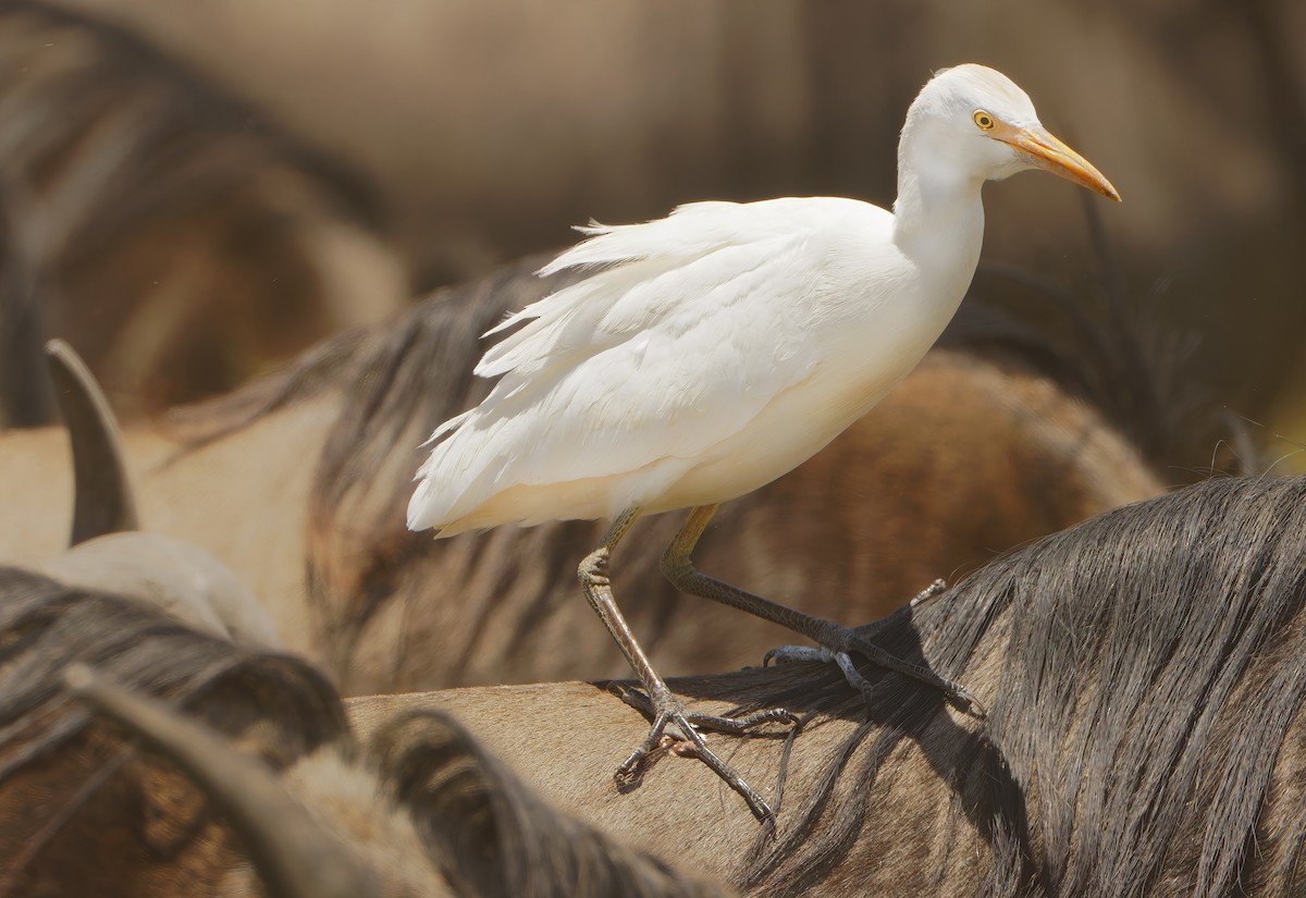 Western Cattle-Egret - ML632243844