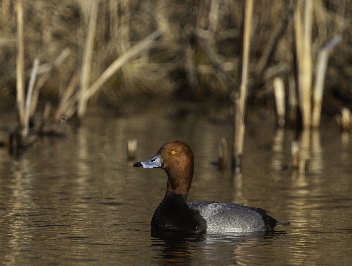 Redhead - ML632243886
