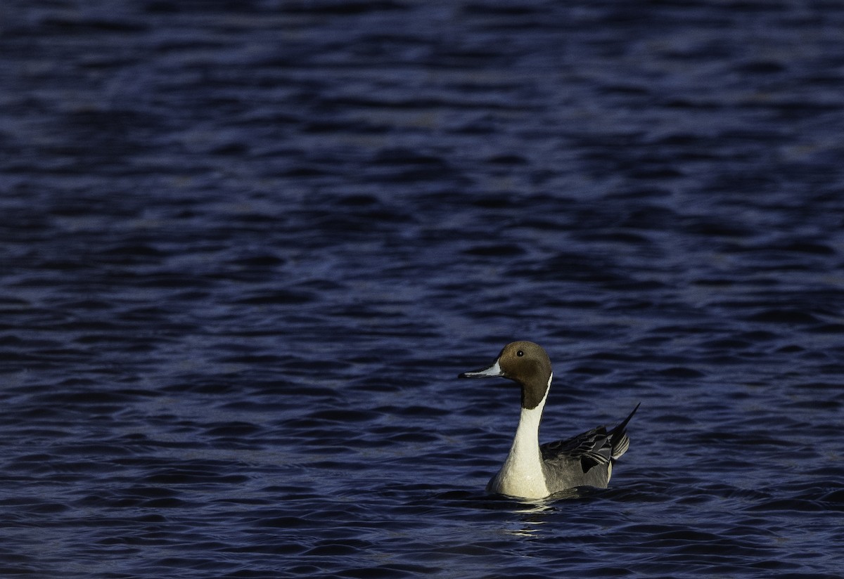 Northern Pintail - ML632243890