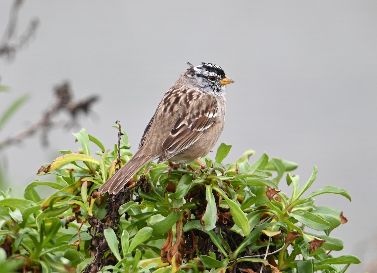 White-crowned Sparrow - ML632243958
