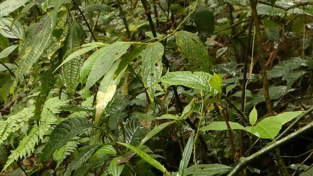 Costa Rican Warbler - ML632244121