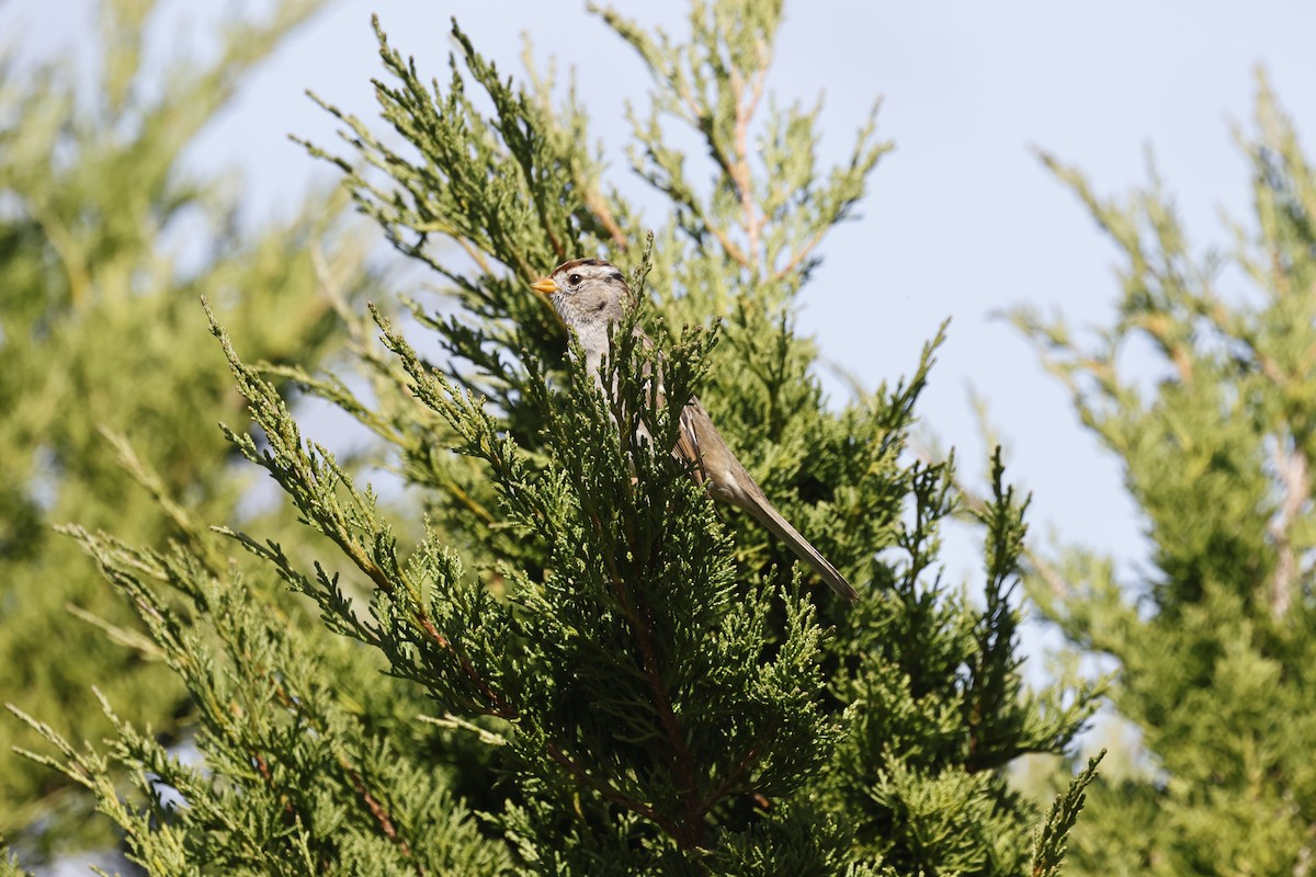 White-crowned Sparrow - ML632244123