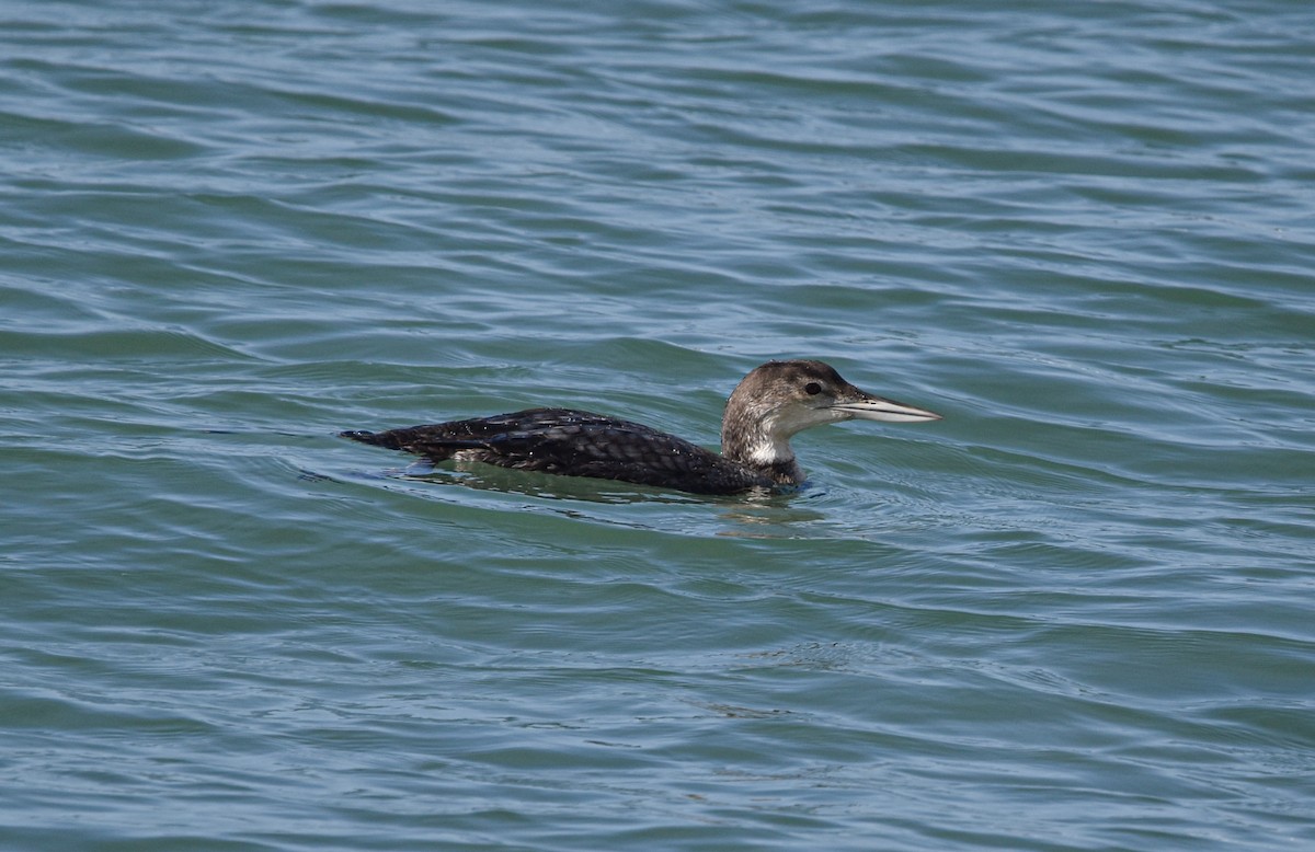 Plongeon huard - ML632244126