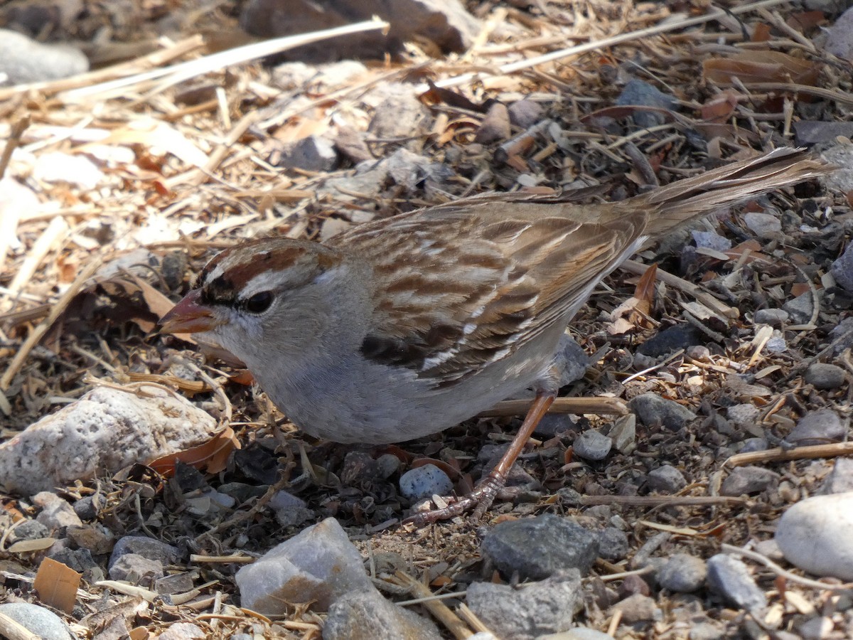White-crowned Sparrow (Dark-lored) - ML632244180
