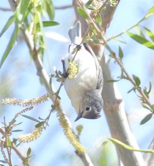 Lucy's Warbler - ML632244195