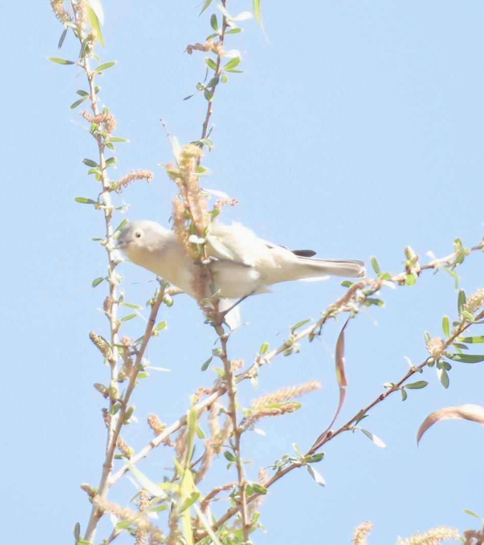 Lucy's Warbler - ML632244201