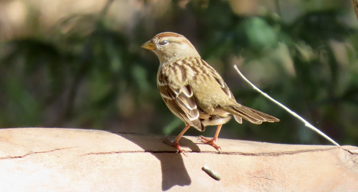 White-crowned Sparrow - ML632244243