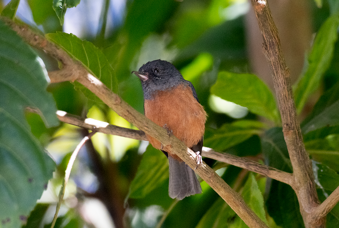 Cinnamon-bellied Flowerpiercer - ML632244341